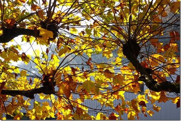 Goldener Herbst in Windisch. Markus Canzani, Brugg.jpg
